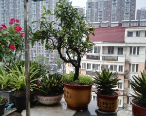 IMG_20160521_105446_20160521114031619